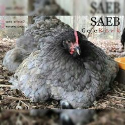 دانلود آهنگ صائب گجه کرک با کیفیت 320